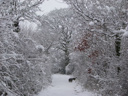our lane in heavy snow
